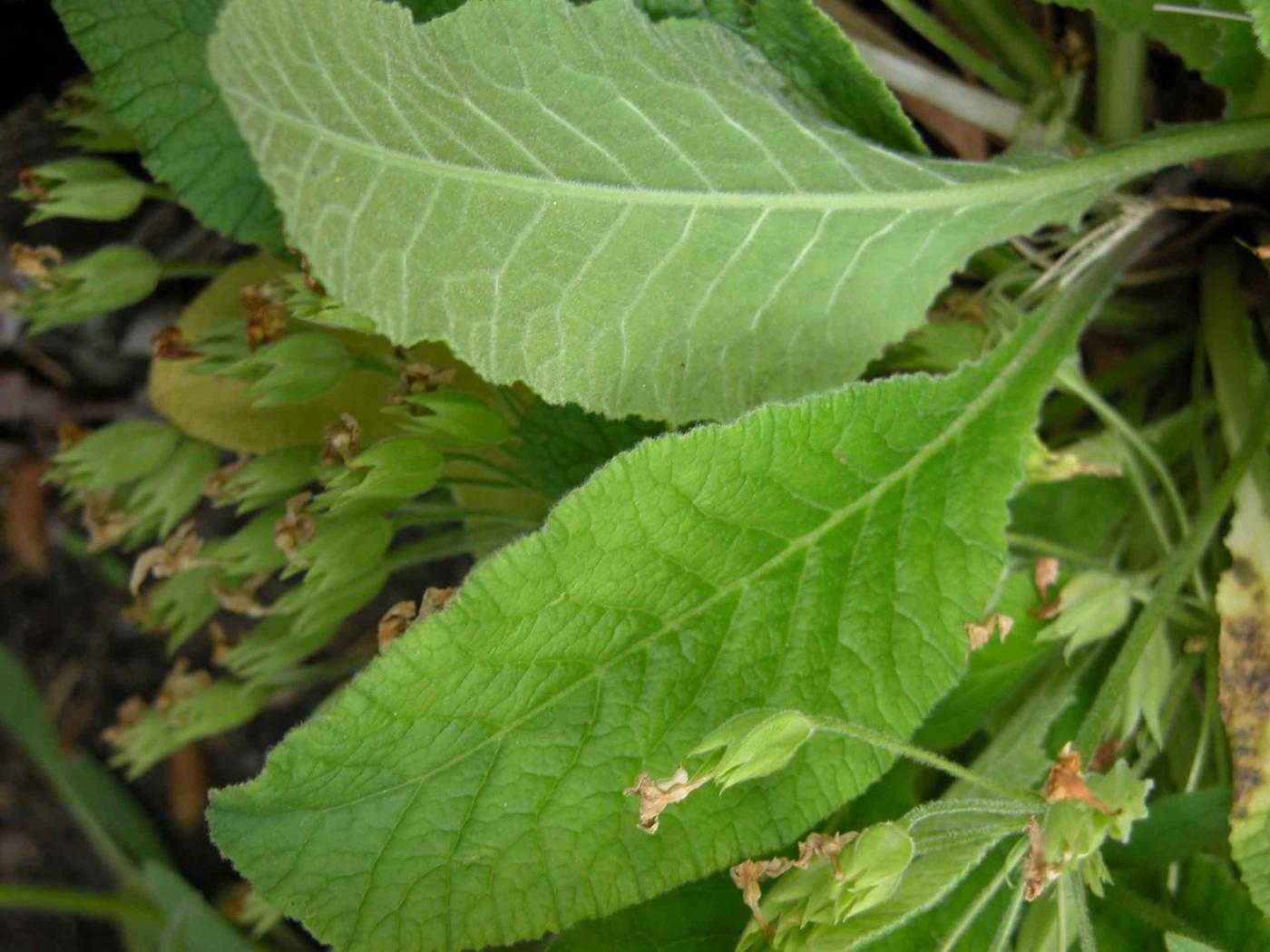 Oxlip leaf